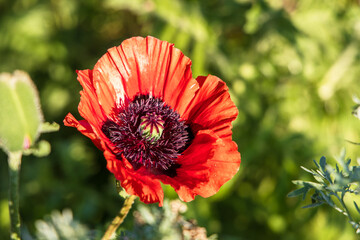 A cluster of orange poppies