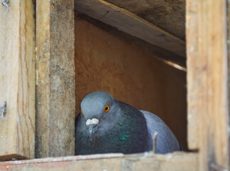 pigeon sitting on egg in cag, street gray bird close up