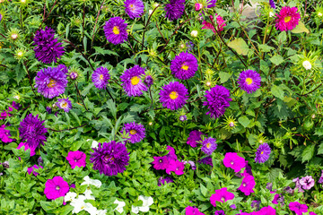 Fototapeta premium Most asters flower in summer and autumn. They thrive in full sun