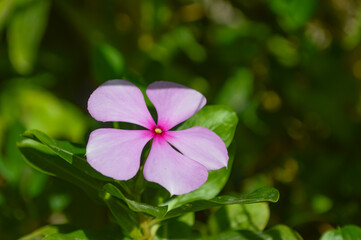 pink flowers in the garden, beautiful madagascar periwinkle flora