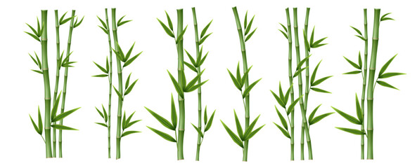 A set of green bamboo stems, branches and leaves