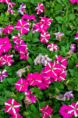 The striped flowers Petunias are a great plant to add to any floral environment