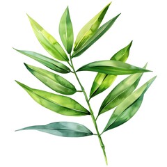 Fototapeta premium Tropical Bamboo Leaf Botanical Watercolor on White Background