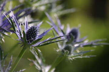 Eryngium in garden