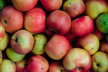 Ripe juicy apples in the box. The fruits are red and yellow in color. Autumn harvest.