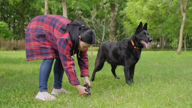 Caring attractive mature Asian female pet owner cleaning up after cute black shepherd , picking up dog poop in small trash bag from park lawn while enjoying leisure and walk outdoors.