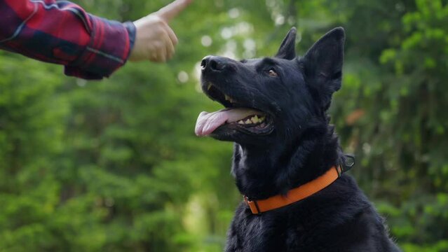 Close-up of female dog owner scolding cute naughty black female shepherd for misbehavior , pointing finger and showing no gesture in public park.