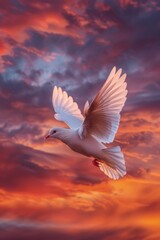 Fototapeta premium A white dove flying in the sky with a beautiful orange