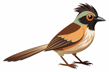 Bird Vector illustration