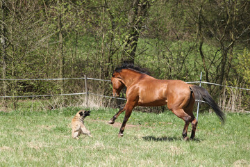 Fototapeta premium Horse and dog playing together