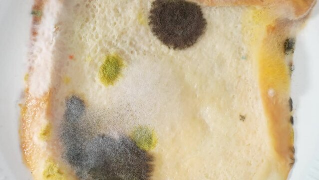 Zoom in on a slice of bread unveils a kaleidoscope of mold: an unsettling palette of black, white, yellow, and green, each hue a testament to nature's relentless march of decay. Fungus background.
