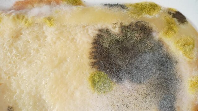 A microcosm of decay blooms on the bread slice: an eerie dance of black, yellow, and green hues, textured with fuzzy tendrils and spore-like formations. Fungus background.
