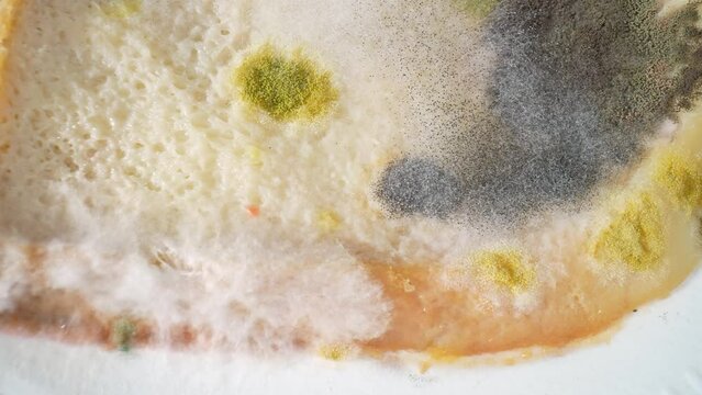 A vibrant palette of mold dances on the canvas of a bread slice. Emerald greens, inky blacks, and golden yellows intertwine, a microscopic masterpiece of decay. Fungus background.
