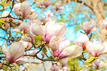 Obraz premium Pink magnolia flower close-up in botanical garden