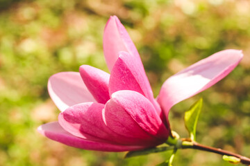 Fototapeta premium Pink magnolia flower close-up in botanical garden
