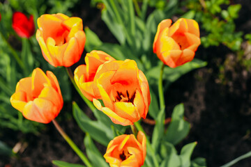 Blooming orange varietal tulips close-up, floral background