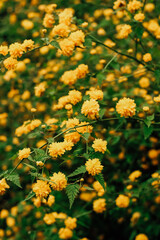 Keria Japanese bush blooming yellow in the botanical garden