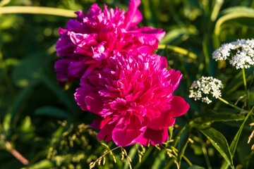 Dark pink peony flower opening its petals in the sunlight