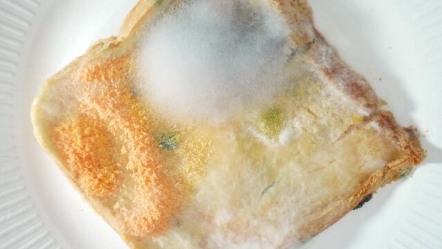 Mold sprawls across the bread, a canvas of grotesque beauty. Delicate white threads interlace with bold orange and vivid green patches, a testament to nature's relentless artistry. Fungus background.
