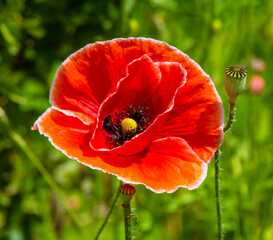 Blooming red decorative poppy.