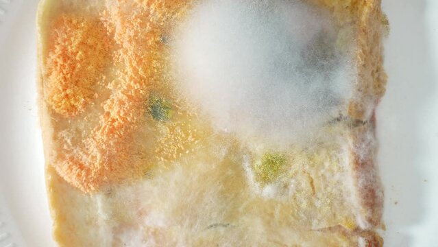 A slice of bread adorned with fuzzy white, orange, and green patches of mold and fungus. The fluffy textures suggest a variety of fungal species thriving on its surface. Mold background.
