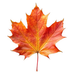 Fototapeta premium autumn maple leaf. png