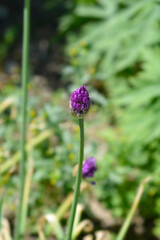 Flowering Onion Purple Sensation flower bud