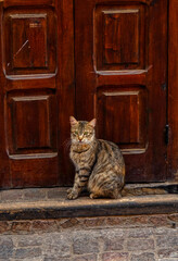 gatos en las calles de marrakech