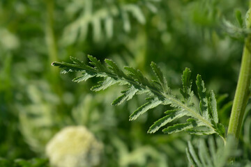 Gold plate yarrow leaves