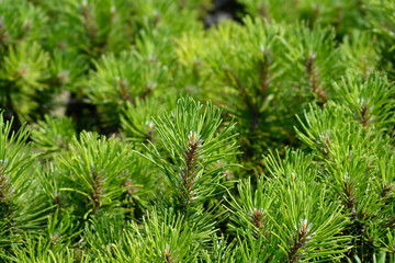 Dwarf mountain pine Mughus branches