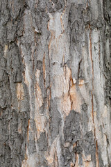 Silver maple bark detail