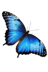 A blue butterfly with black wings is resting on a white background