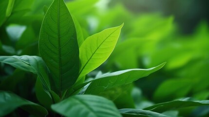 close-up of a lush tea tree, illuminated by natural light. The leaves look healthy and vibrant, with various shades of green creating a dynamic and lively atmosphere.