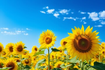 Obraz premium A bright sunflower field under a clear sky for a cheerful effect --ar 3:2 --v 5.2