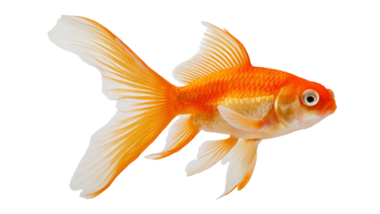 gold fish isolated on white