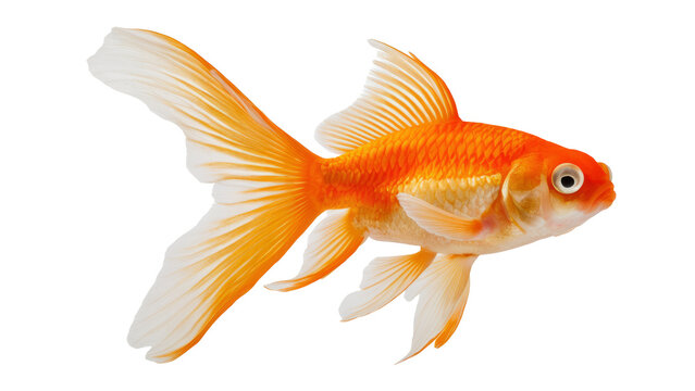 gold fish isolated on white