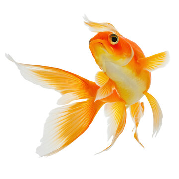gold fish isolated on white