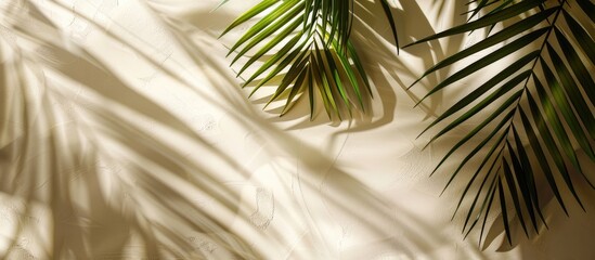 Obraz premium Minimal summer concept with palm tree leaves and shadows cast by sunlight on a pastel beige background.