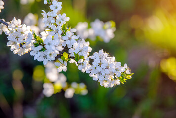 Fototapeta premium Cherry blossom branch in the garden in spring 