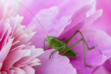 green grasshopper on pink peony flower close up