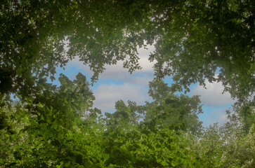trees and sky