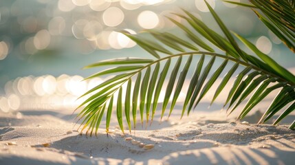 Serene Palm Leaf Over Sandy Beach with Bokeh Ocean Background