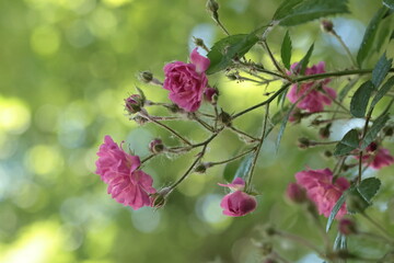 branch of pink rose flowers in the garden with bokeh effect