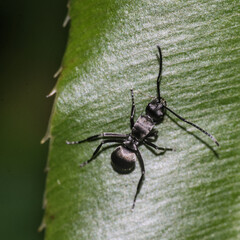 Black ant on a leaf. Macro photography. 
