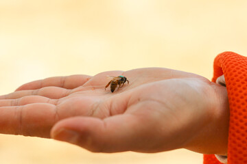 Stages of honey production in forest areas