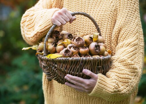 Wicker basket full of ripe organic medlar fruits with yellow leaves in girl hands. Vegan food or harvesting concept. (Mespilus germanica)	