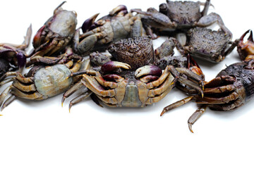 Preserved crabs for ingredient thai food
