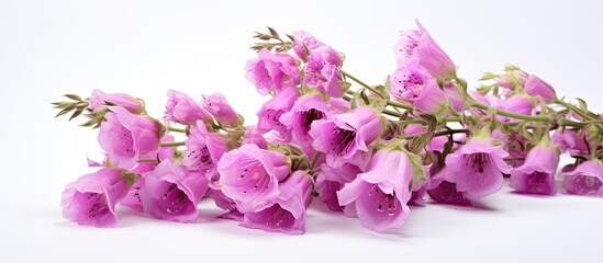 Fototapeta premium A macro copy space image of purple foxglove flowers isolated on a white background captured in a studio setting with a large depth of field