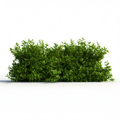 Fototapeta premium green tree