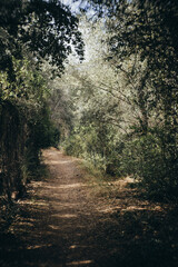 Naklejka premium camino rural, sin asfaltar en medio del campo